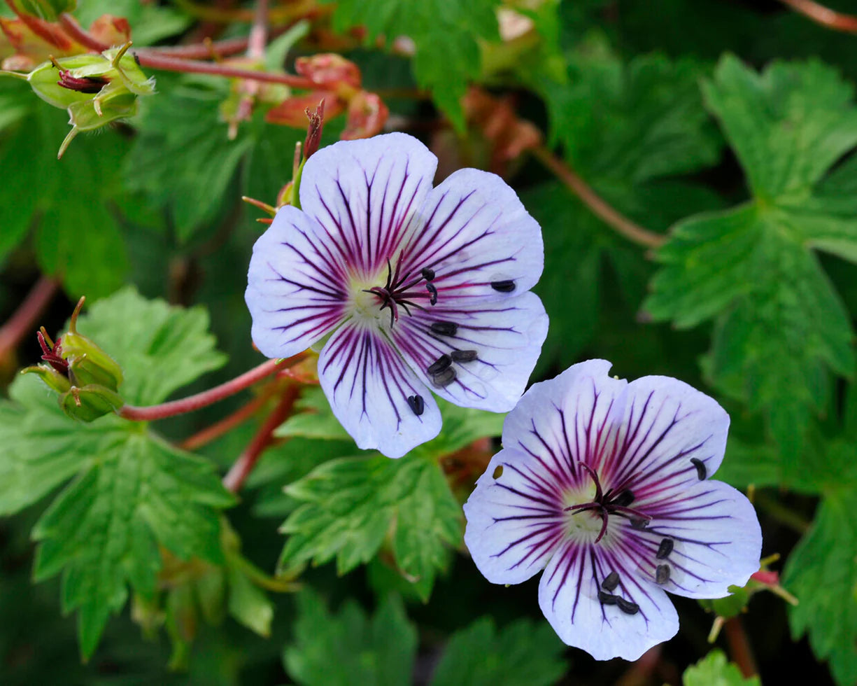 Geranium Crystal Lake