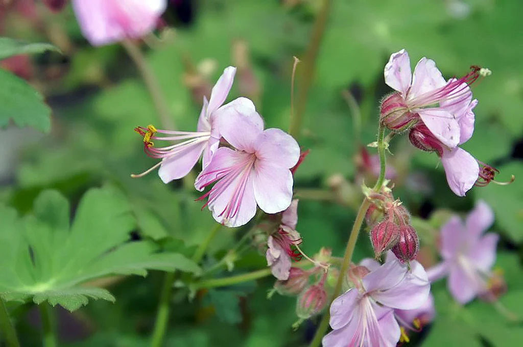 Geranium Ingwersens Variety