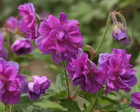 Geranium Plenum