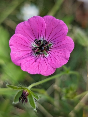 Geranium Subcaulescens