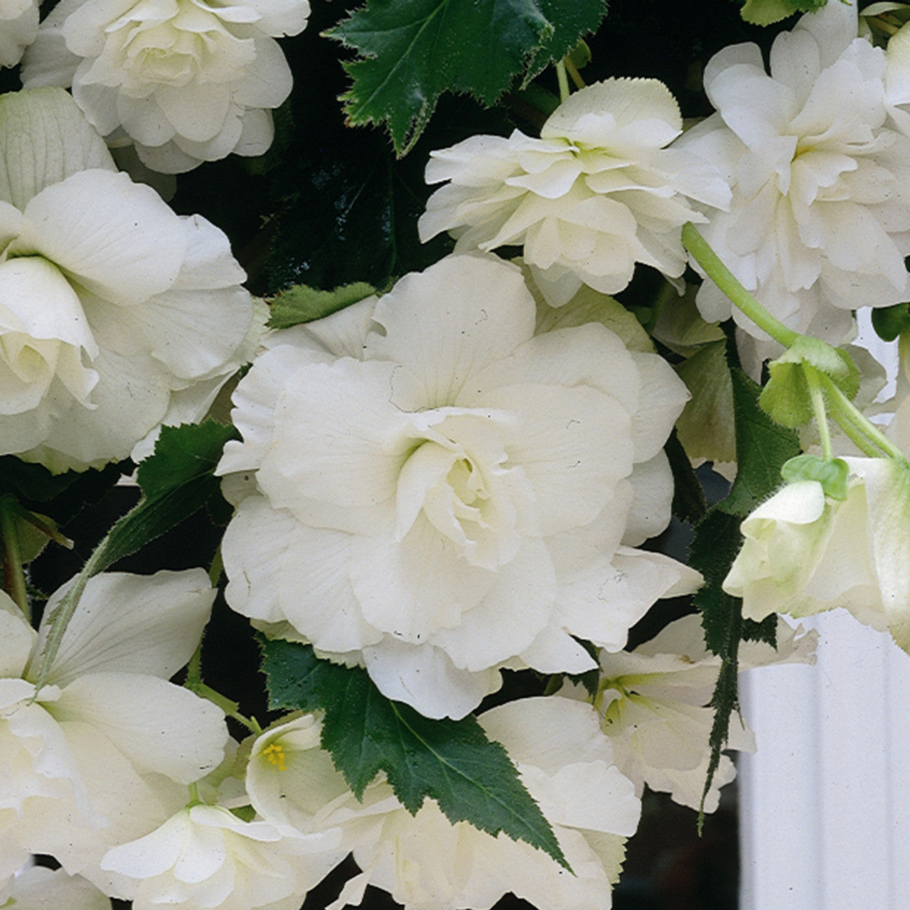 Begonia Giant White
