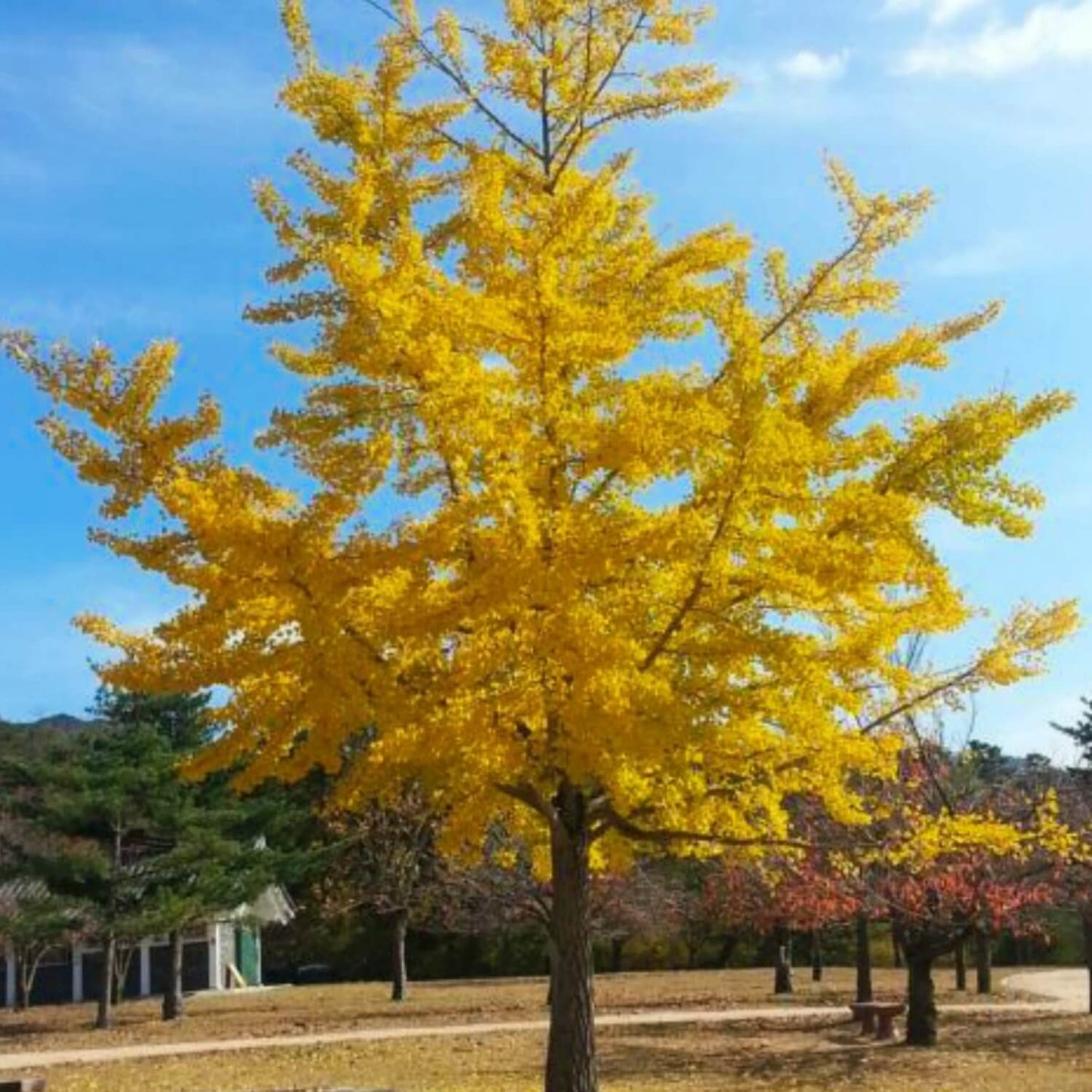 Gingko Biloba