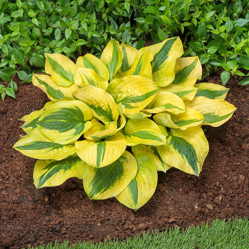 Hosta Glad Rags