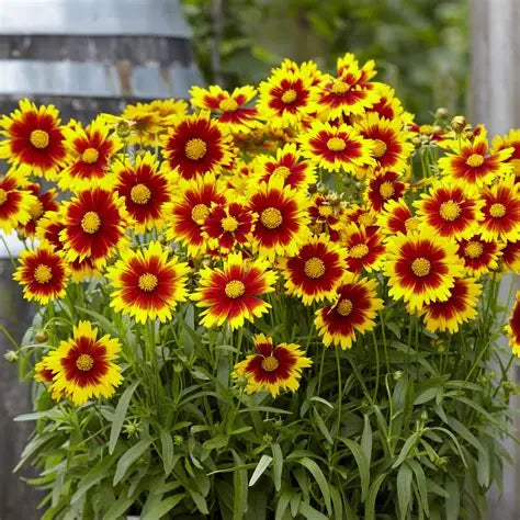 Coreopsis-Uptick Gold/Bronze