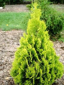 Arborvitae Gold Tip