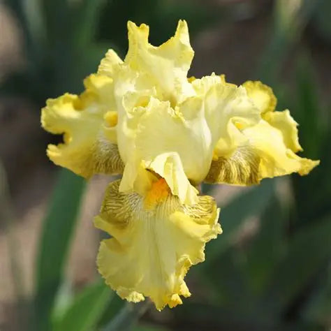Iris Harvest of Memories