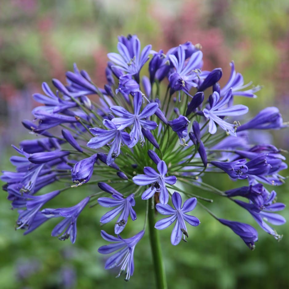 Agapanthus Headbourne