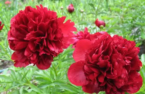 Peony Henry Bockstoce