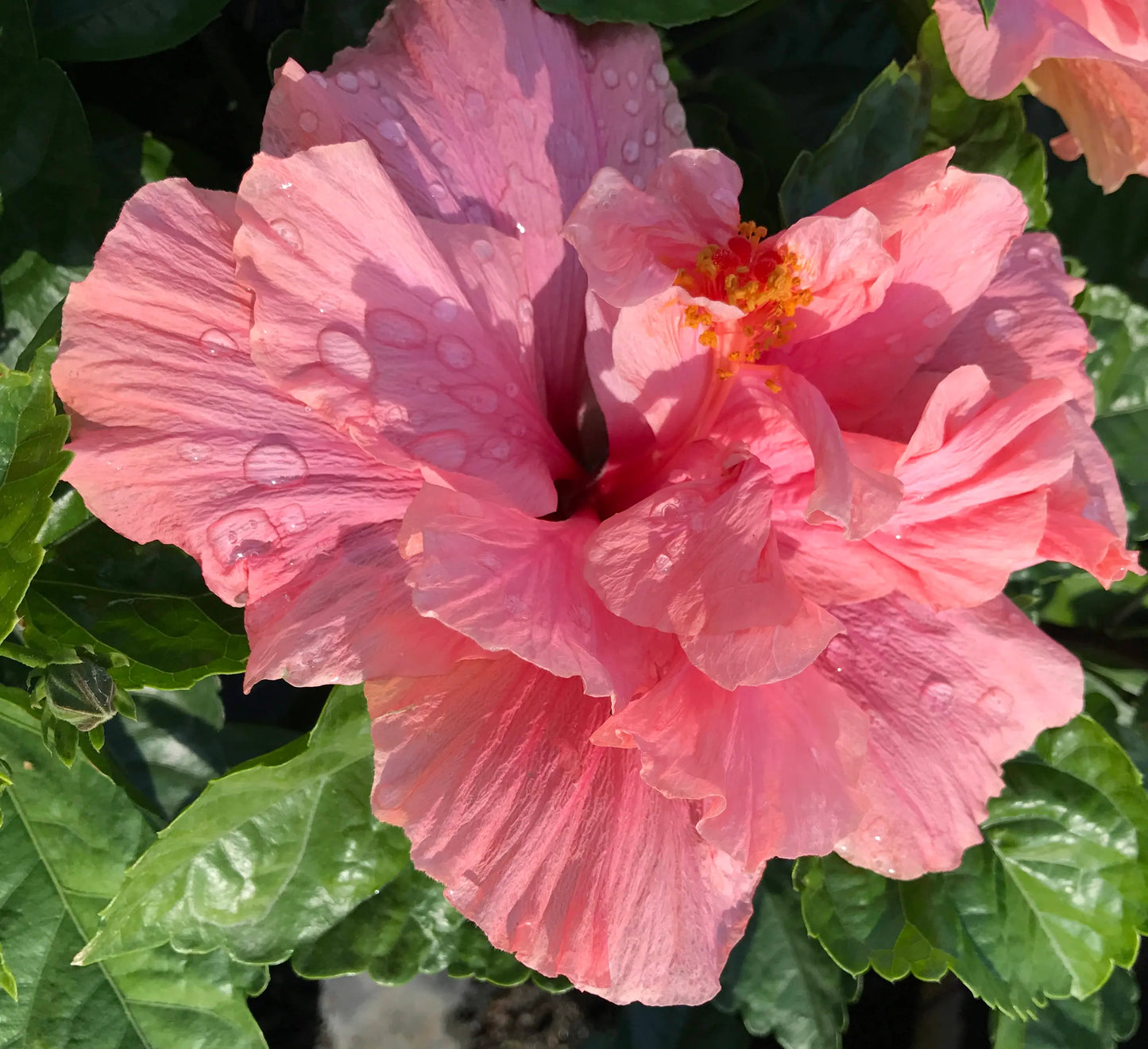 Hibiscus Double Pink