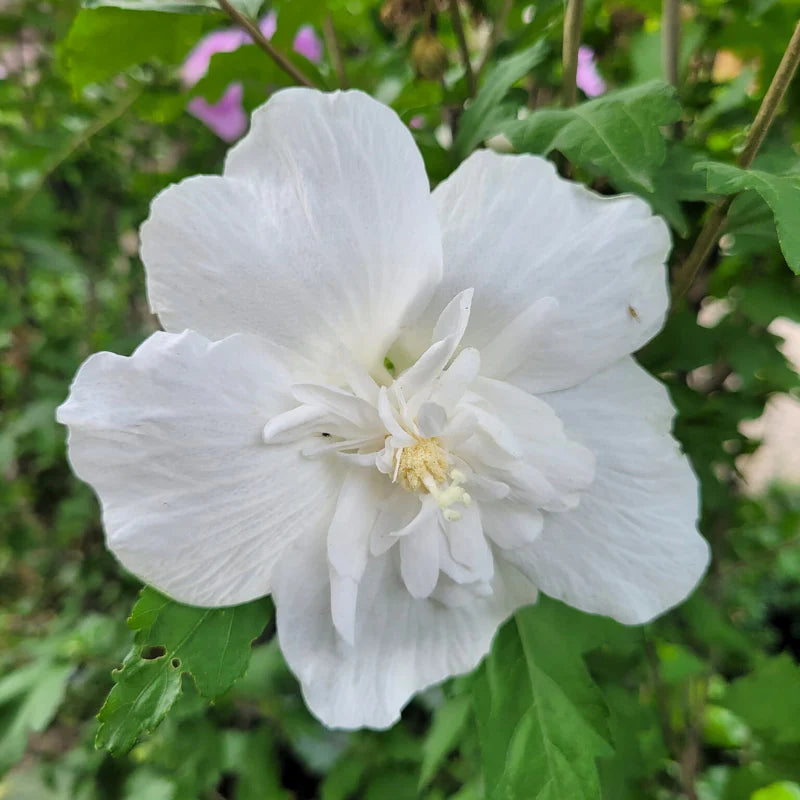 Hibiscus Double White