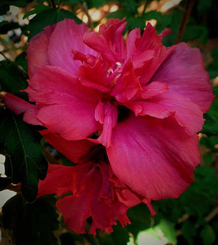 Hibiscus Rose of Sharon Double Red