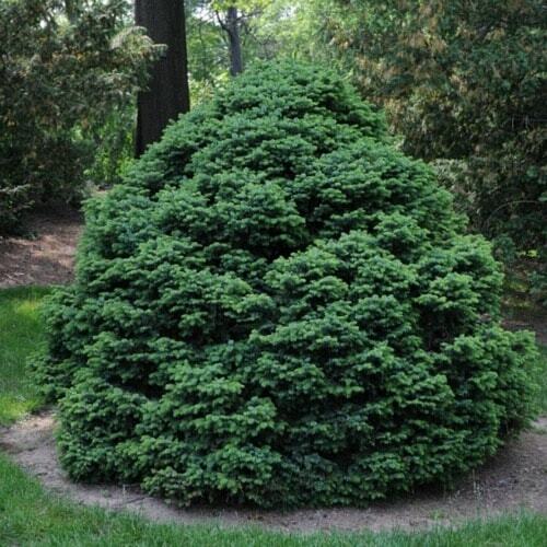 Green Hinoki Cypress
