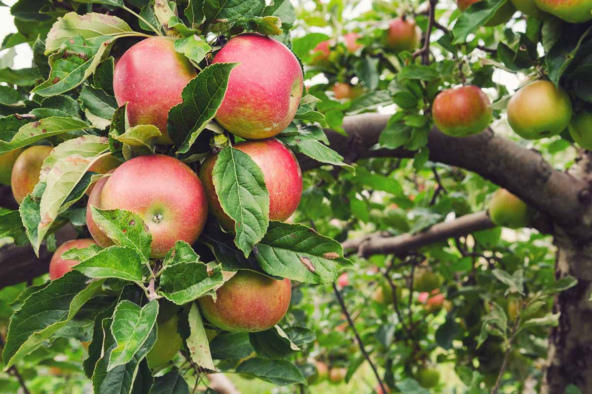Honeycrisp Apple