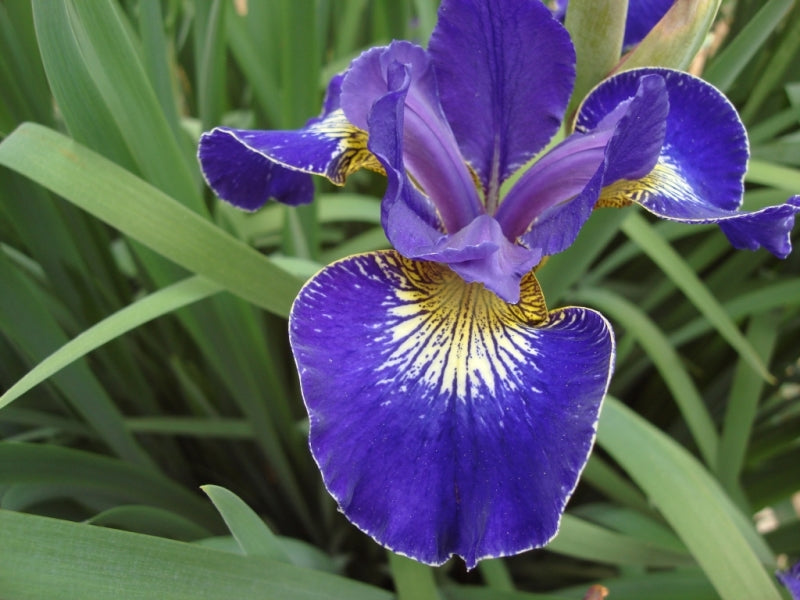 Iris Golden Edge