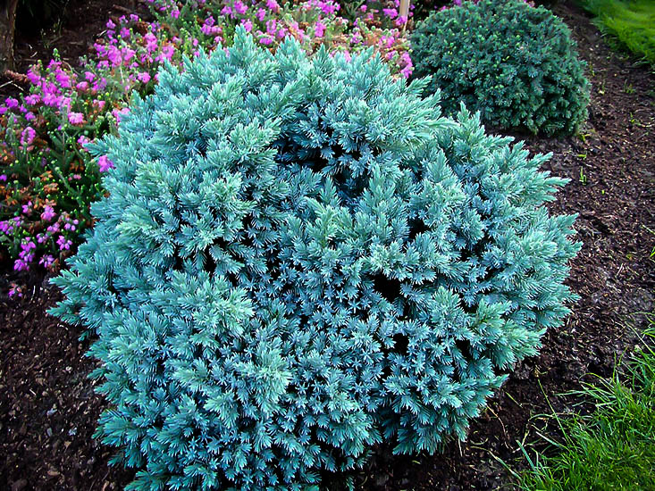 Juniper Irish Blue