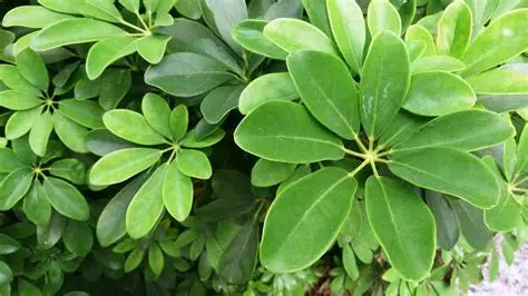 Schefflera Ivy Palm