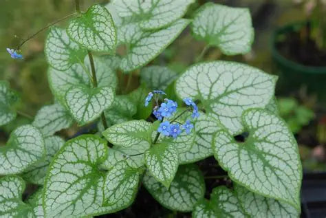 Brunnera-Jack Frost