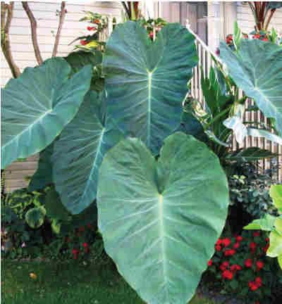 Colocasia Jacks Giant