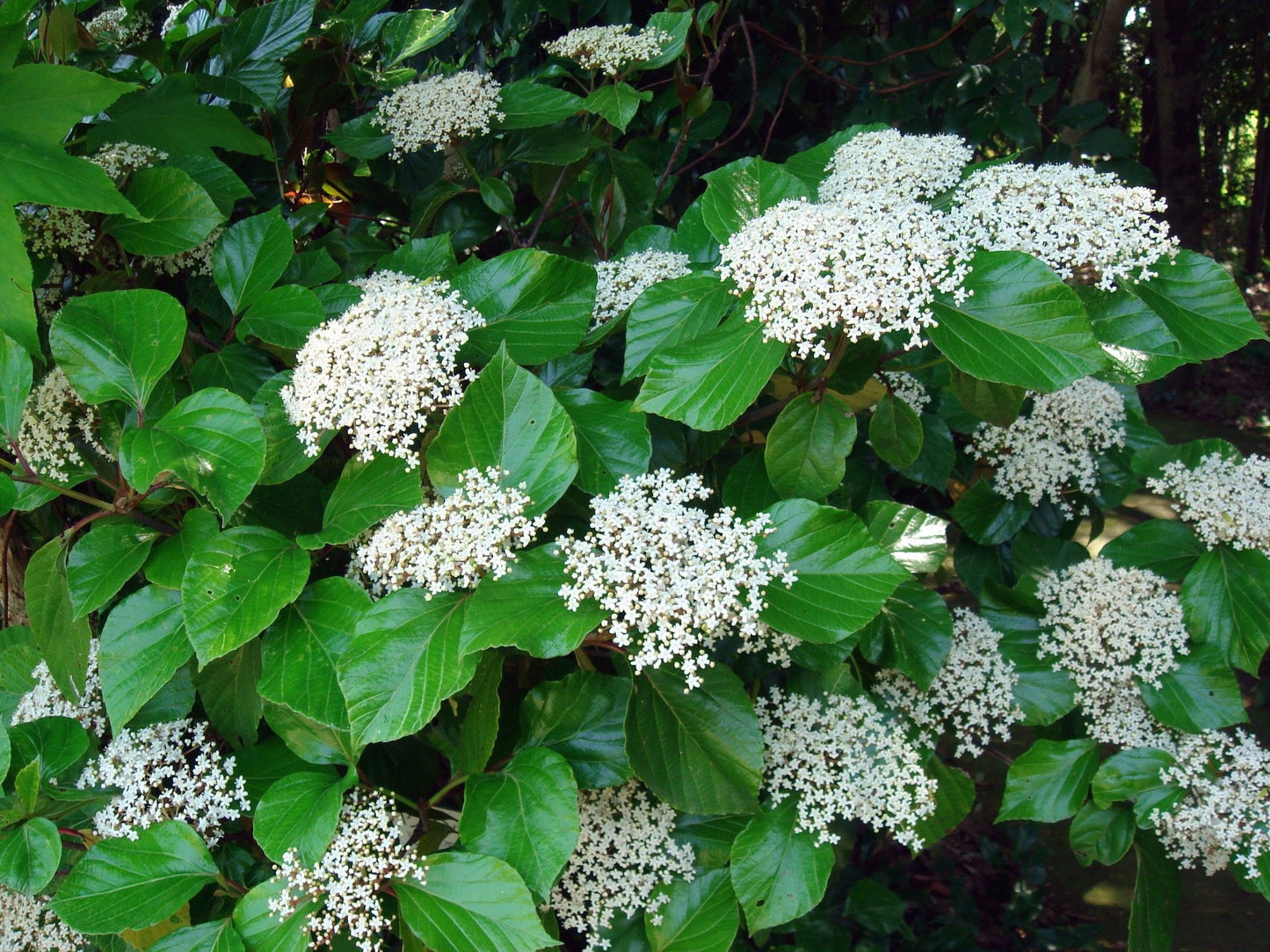 Viburnum Japanese