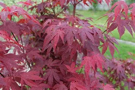 Japanese Maple Palmatum