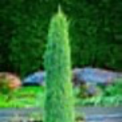 Juniper Sky Rocket