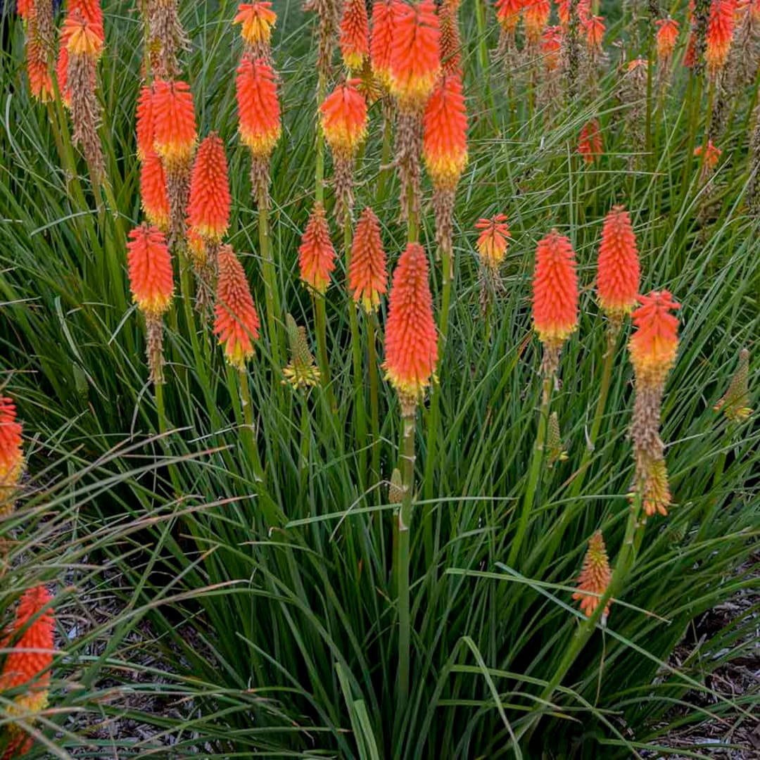 Kniphofia Flamenco Red