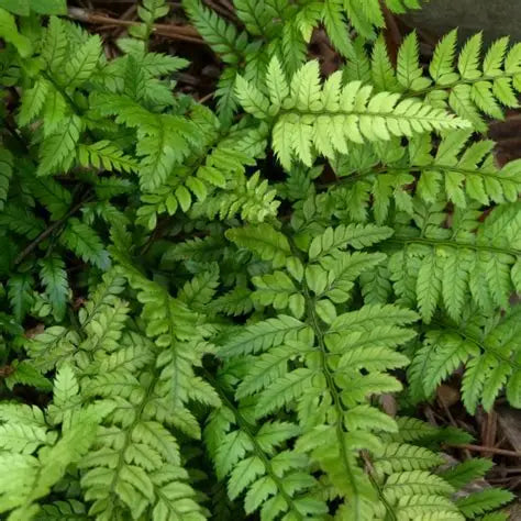 Fern Korean Rock
