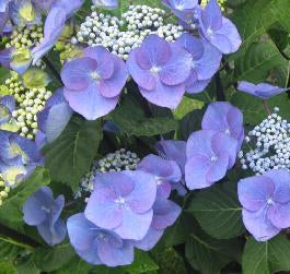 Hydrangea Zorro Lacecap
