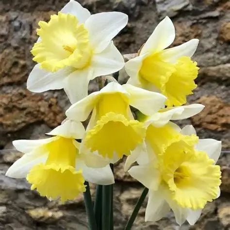 Daffodil Las Vegas