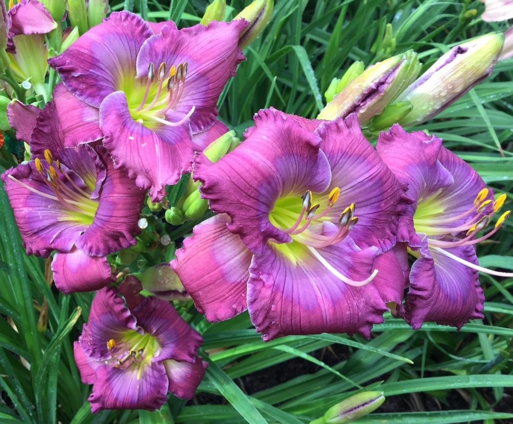 Daylily Lavender Blue Baby