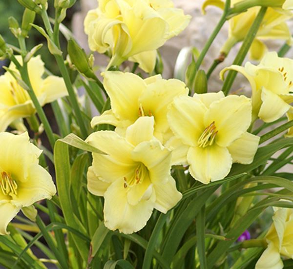 Daylily Lemon Peel