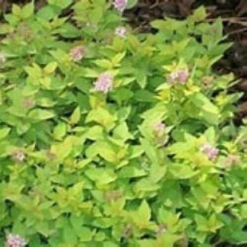Spirea Lemon Princess