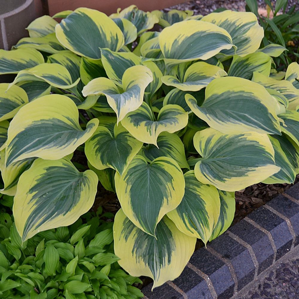 Hosta Liberty