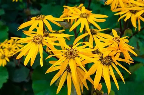 ligularia plants Ligularia Othello – Verona Caney Gardens