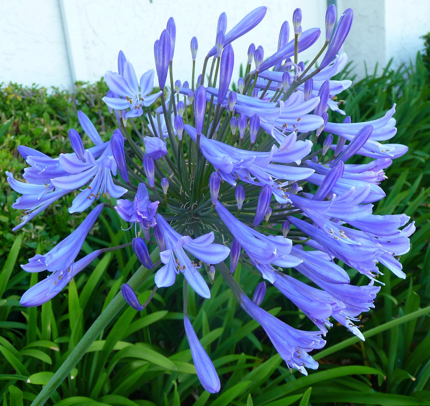 Agapanthus Lily of the Nile