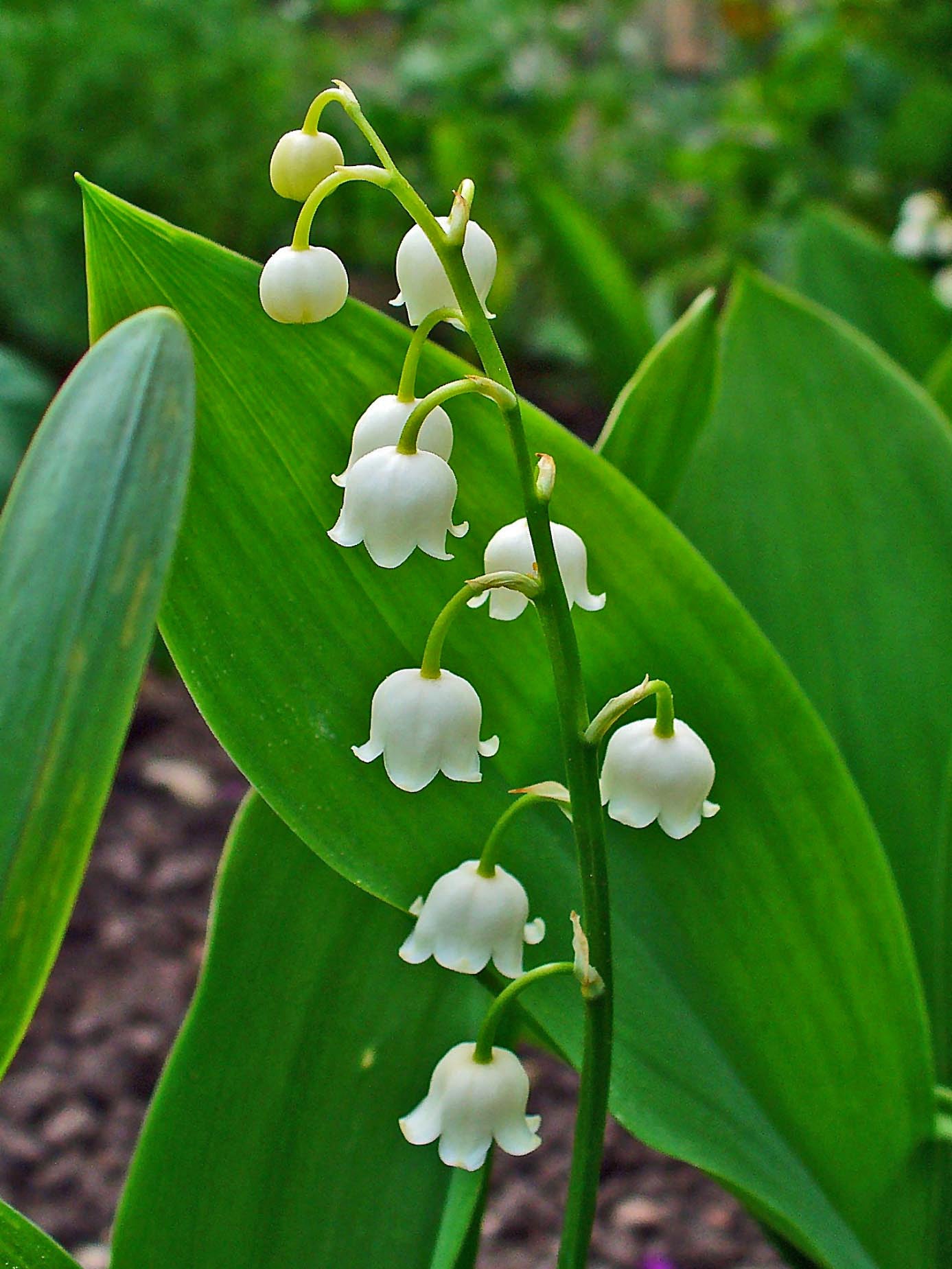 Convallaria Lily of the Valley