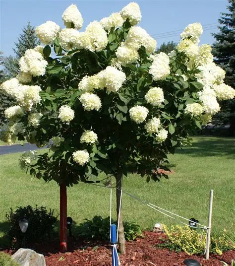 Hydrangea Tree Limelight