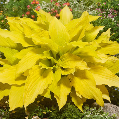 Hosta Lipstick Blonde