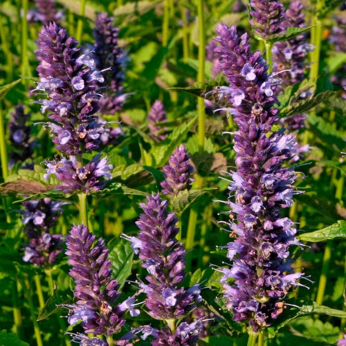 Agastache Little Adder