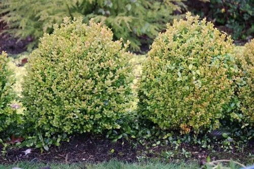Boxwood Little Gem