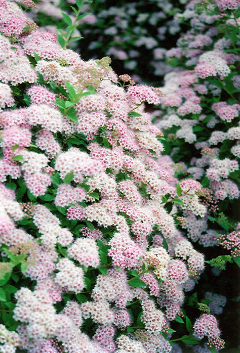 Spirea-Little Princess