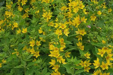 Lysimachia Punctata