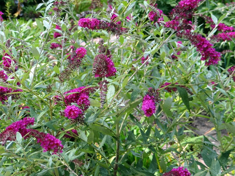 Buddleia Bush Magenta