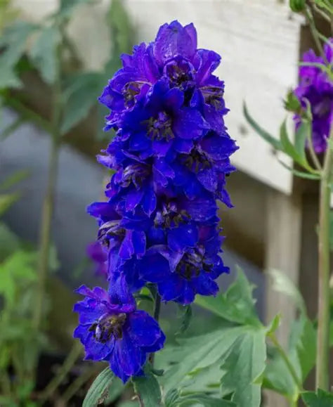 Delphinium-Magic Deep Blue
