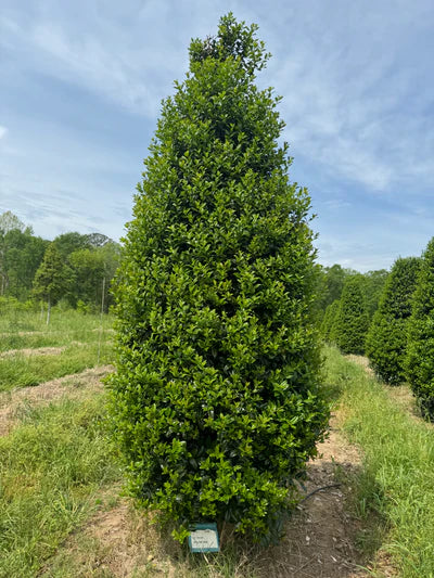 Holly Ilex Mary Nell