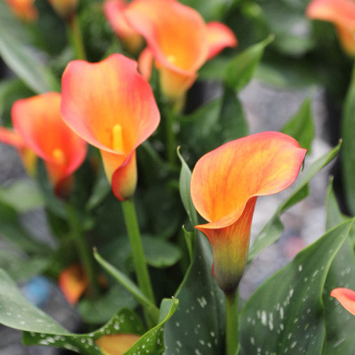 Calla Morning Sun