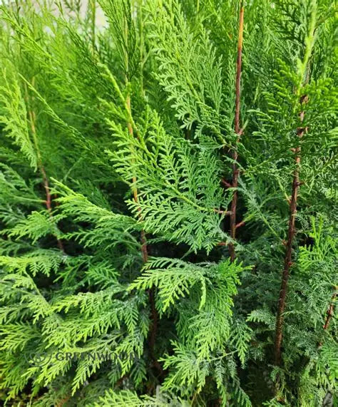 Murray Cypress