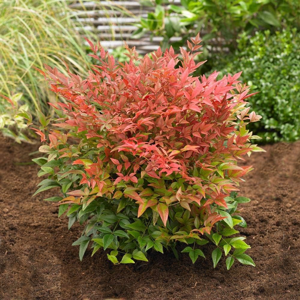 Dwarf Nandina Firepower