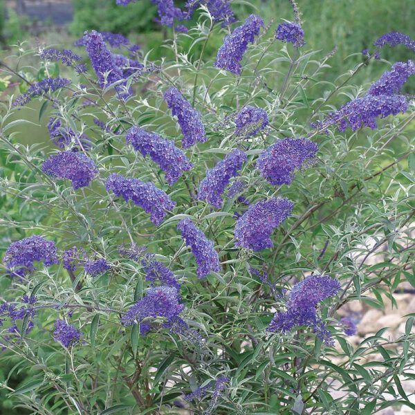 Buddleia Bush Nanho Blue