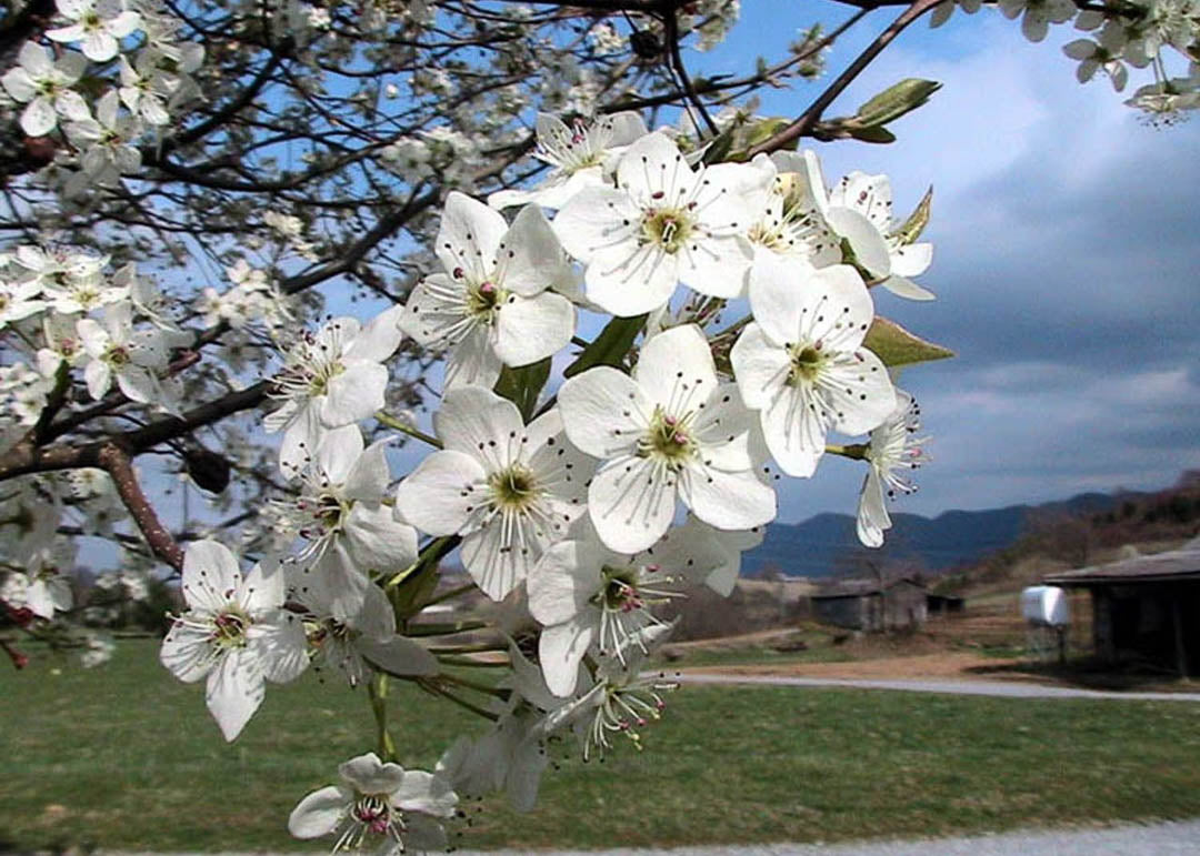 New Bradford Pear Tree